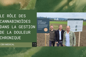 Le rôle des cannabinoïdes dans la gestion de la douleur chronique : Aperçus des dernières recherches