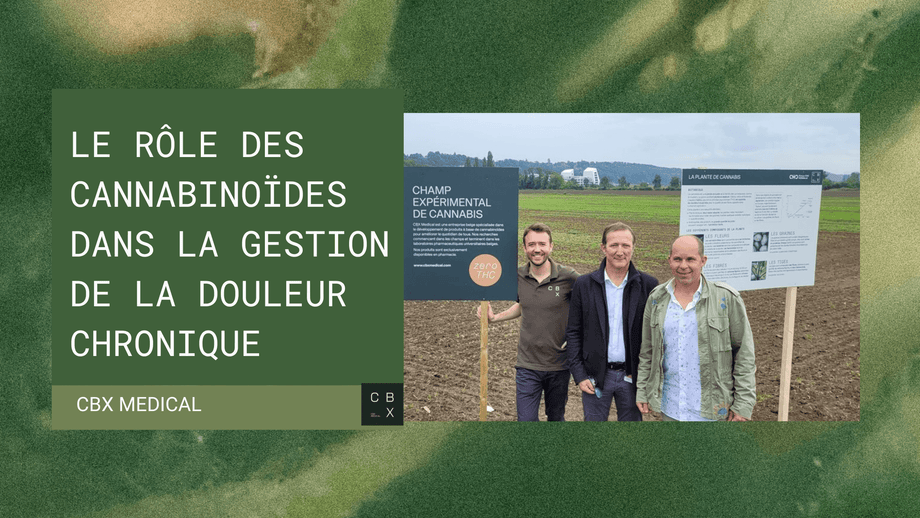 Le rôle des cannabinoïdes dans la gestion de la douleur chronique : Aperçus des dernières recherches