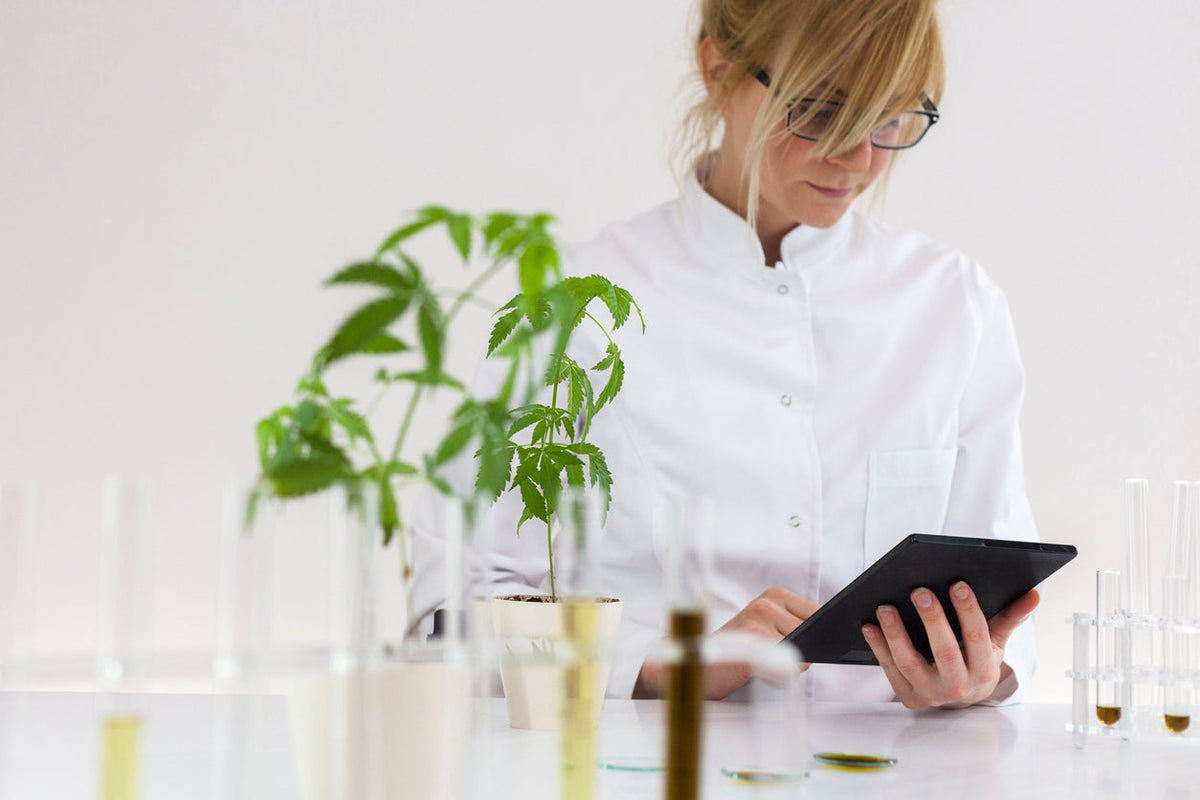 Une pharmacienne étudiant les composées de la plante dans sa pharmacie.