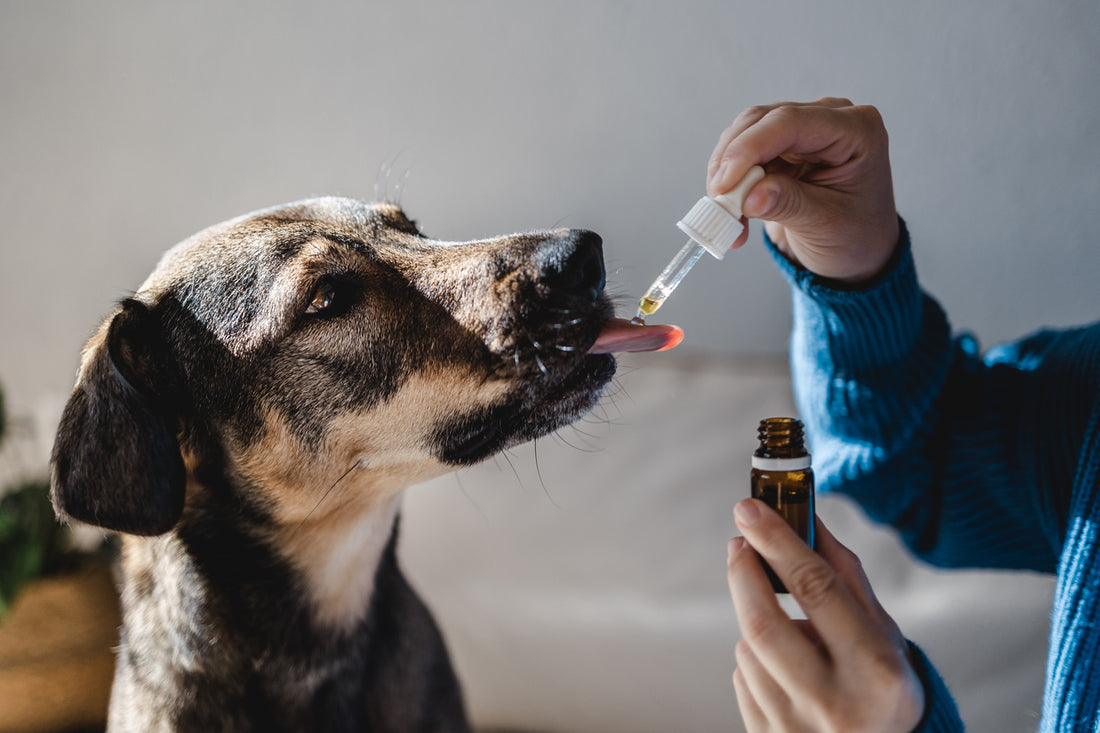 CBD Animaux : le guide complet !